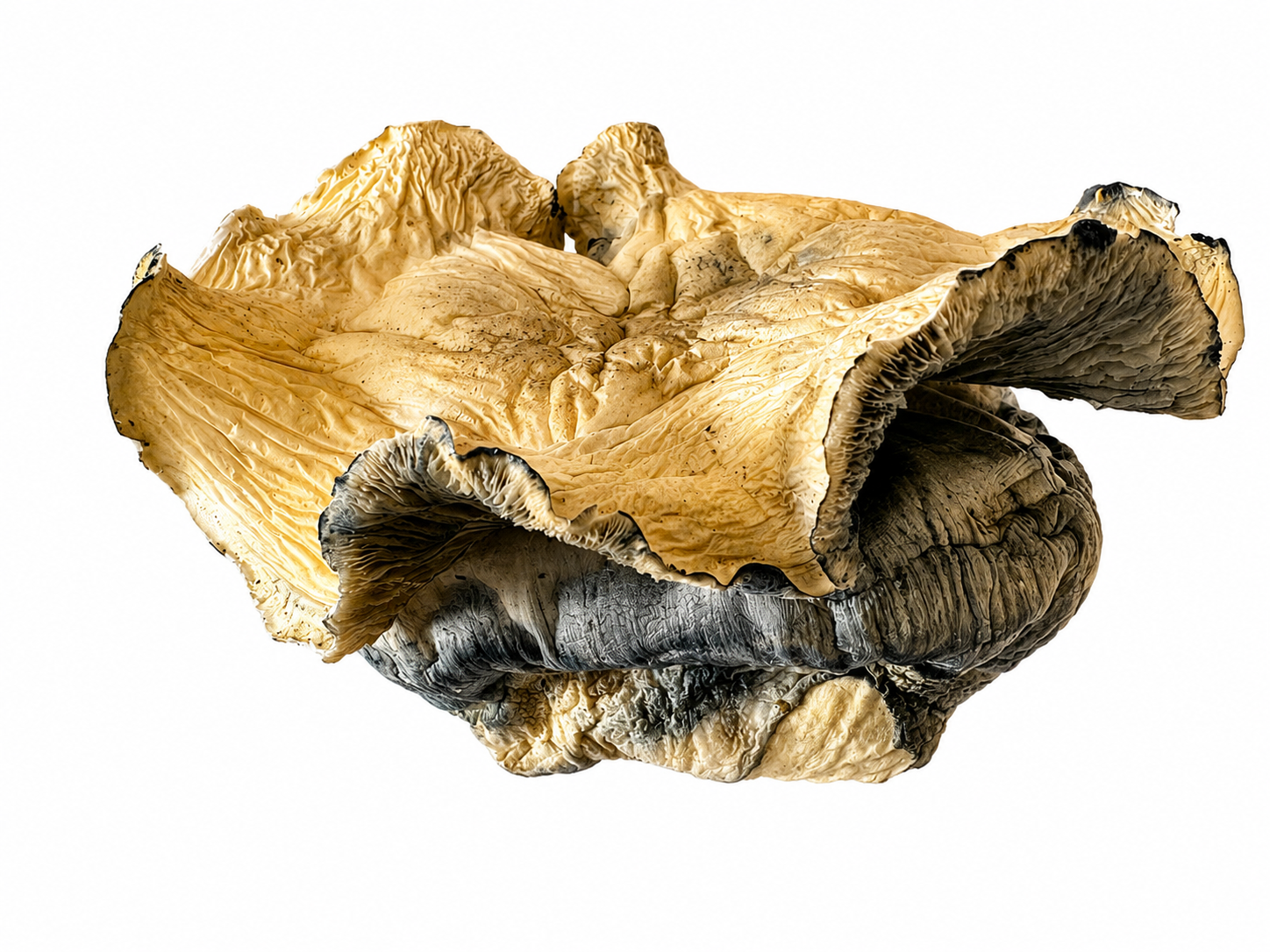 .Magic Mushrooms - Bluey Vuitton