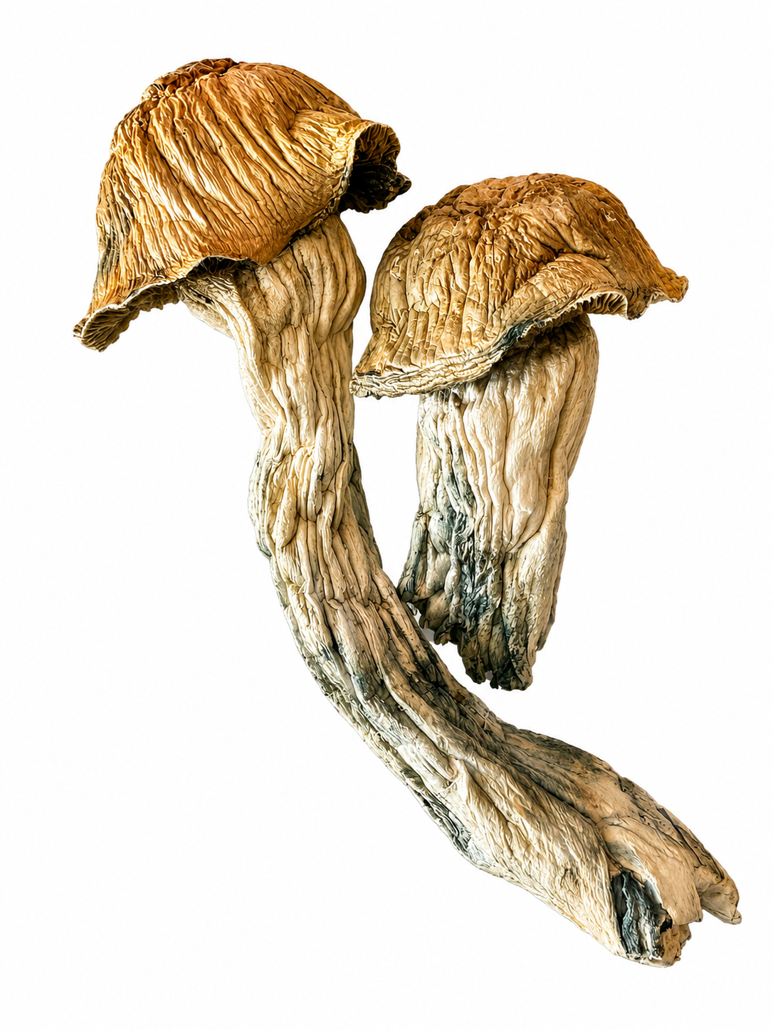 .Magic Mushrooms - Galactic Penic Envy