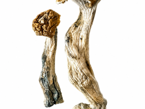 .Magic Mushrooms - Trinity