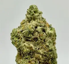 Exotic Jack
